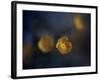 Butter Cup-Heidi Westum-Framed Photographic Print