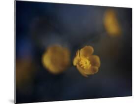 Butter Cup-Heidi Westum-Mounted Photographic Print