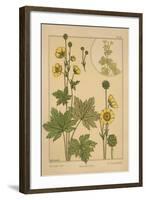 Butter-Cup-null-Framed Giclee Print