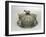 Butter Dish with a Frosted Glass Base (Silver and Frosted Glass)-Charles & George Fox-Framed Giclee Print