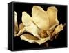 Buttercream Magnolia I-Rachel Perry-Framed Stretched Canvas