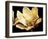 Buttercream Magnolia I-Rachel Perry-Framed Photographic Print