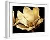 Buttercream Magnolia I-Rachel Perry-Framed Photographic Print