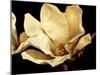Buttercream Magnolia I-Rachel Perry-Mounted Photographic Print