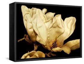 Buttercream Magnolia II-Rachel Perry-Framed Stretched Canvas