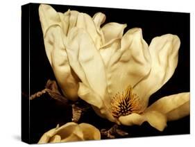 Buttercream Magnolia II-Rachel Perry-Stretched Canvas