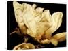 Buttercream Magnolia II-Rachel Perry-Stretched Canvas