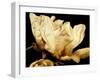 Buttercream Magnolia II-Rachel Perry-Framed Photographic Print