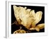 Buttercream Magnolia II-Rachel Perry-Framed Photographic Print