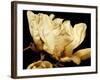 Buttercream Magnolia II-Rachel Perry-Framed Photographic Print