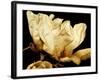 Buttercream Magnolia II-Rachel Perry-Framed Photographic Print