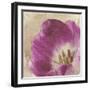 Buttercream Tulip 1-Mindy Sommers-Framed Giclee Print