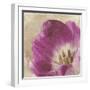 Buttercream Tulip 1-Mindy Sommers-Framed Giclee Print