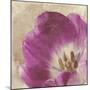 Buttercream Tulip 1-Mindy Sommers-Mounted Giclee Print