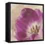 Buttercream Tulip 1-Mindy Sommers-Framed Stretched Canvas