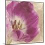 Buttercream Tulip 1I-Mindy Sommers-Mounted Giclee Print