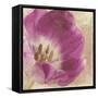 Buttercream Tulip 1I-Mindy Sommers-Framed Stretched Canvas