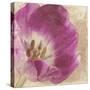 Buttercream Tulip 1I-Mindy Sommers-Stretched Canvas