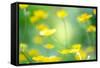 Buttercup, Blossoms, Close-Up-Alexander Georgiadis-Framed Stretched Canvas