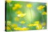 Buttercup, Blossoms, Close-Up-Alexander Georgiadis-Stretched Canvas