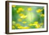 Buttercup, Blossoms, Close-Up-Alexander Georgiadis-Framed Photographic Print