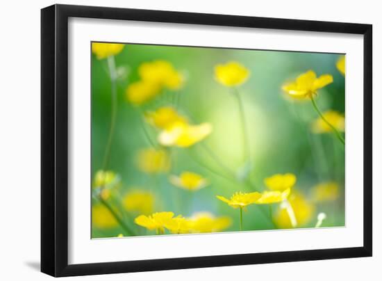 Buttercup, Blossoms, Close-Up-Alexander Georgiadis-Framed Photographic Print