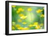 Buttercup, Blossoms, Close-Up-Alexander Georgiadis-Framed Photographic Print