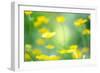 Buttercup, Blossoms, Close-Up-Alexander Georgiadis-Framed Photographic Print