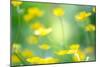 Buttercup, Blossoms, Close-Up-Alexander Georgiadis-Mounted Photographic Print