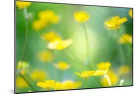 Buttercup, Blossoms, Close-Up-Alexander Georgiadis-Mounted Photographic Print