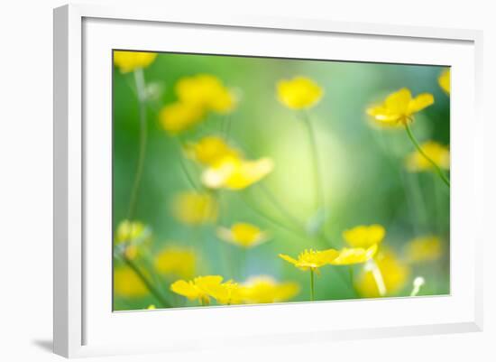 Buttercup, Blossoms, Close-Up-Alexander Georgiadis-Framed Photographic Print