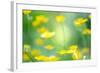 Buttercup, Blossoms, Close-Up-Alexander Georgiadis-Framed Photographic Print