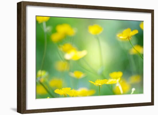 Buttercup, Blossoms, Close-Up-Alexander Georgiadis-Framed Photographic Print