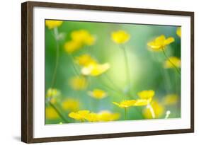 Buttercup, Blossoms, Close-Up-Alexander Georgiadis-Framed Photographic Print