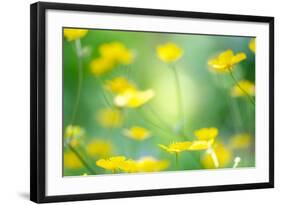 Buttercup, Blossoms, Close-Up-Alexander Georgiadis-Framed Photographic Print