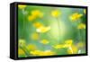 Buttercup, Blossoms, Close-Up-Alexander Georgiadis-Framed Stretched Canvas