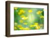 Buttercup, Blossoms, Close-Up-Alexander Georgiadis-Framed Photographic Print