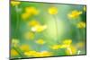 Buttercup, Blossoms, Close-Up-Alexander Georgiadis-Mounted Photographic Print