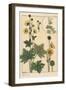 Buttercup Botanical Study, 1897 (Lithograph)-Eugene Grasset-Framed Giclee Print