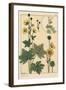 Buttercup Botanical Study, 1897 (Lithograph)-Eugene Grasset-Framed Giclee Print