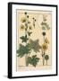 Buttercup Botanical Study, 1897 (Lithograph)-Eugene Grasset-Framed Giclee Print