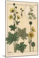 Buttercup Botanical Study, 1897 (Lithograph)-Eugene Grasset-Mounted Giclee Print