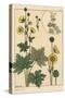 Buttercup Botanical Study, 1897 (Lithograph)-Eugene Grasset-Stretched Canvas