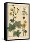 Buttercup Botanical Study, 1897 (Lithograph)-Eugene Grasset-Framed Stretched Canvas