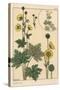 Buttercup Botanical Study, 1897 (Lithograph)-Eugene Grasset-Stretched Canvas