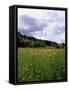 Buttercup Field and Selbourne Hanger, Selbourne, Alton, Hampshire, England, United Kingdom-Michael Busselle-Framed Stretched Canvas