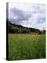 Buttercup Field and Selbourne Hanger, Selbourne, Alton, Hampshire, England, United Kingdom-Michael Busselle-Stretched Canvas