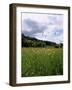 Buttercup Field and Selbourne Hanger, Selbourne, Alton, Hampshire, England, United Kingdom-Michael Busselle-Framed Photographic Print