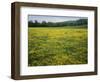 Buttercup field, Pope County, Arkansas, USA-Charles Gurche-Framed Photographic Print
