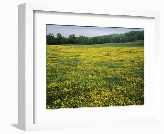 Buttercup field, Pope County, Arkansas, USA-Charles Gurche-Framed Photographic Print